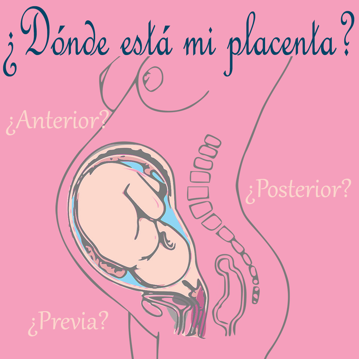 dónde está situada la placenta