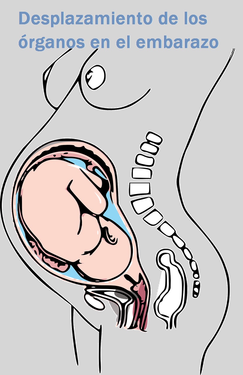 Desplazamiento de órganos en el embarazo